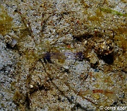 Latreillia valida-Komodo Nassa-12m-20160806nuit-Denis-ADER-DSC_0471_tn